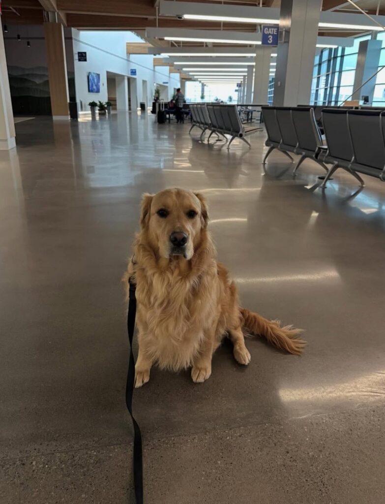 Buddy at Leahy BTV therapy dog